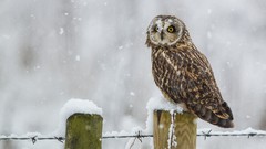 Snow Birds fences Owls