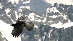 Snow Birds flying north ranquiltune