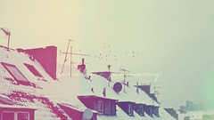 Snow Birds House january