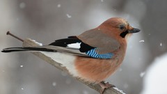 Snow Birds Jays