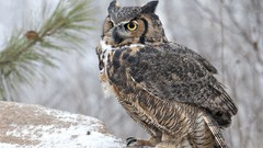 Snow Birds Owls