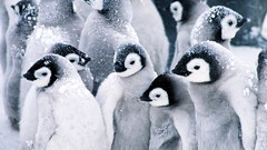 Snow Birds Penguins