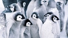 Snow Birds Penguins