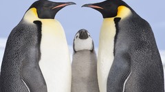 Snow Birds Penguins Antarctica baby birds emperor penguins