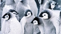 Snow Birds Penguins baby