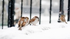Snow Birds sparrow depth of field