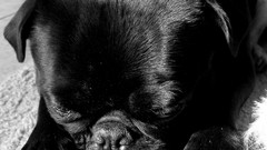 Snow black and white Puppies Dogs pug sleeping dogs