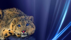 Snow black brown rocks Spotted