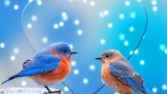 Snow blue love Birds Hearts