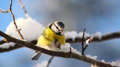 Snow branches Birds blue tit