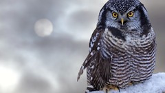 Snow branches Birds Owls