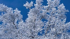 Snow branches minnesota