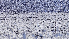 Snow California geese wildlife National