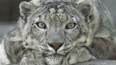 Snow California zoo san diego