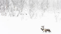 Snow caribou