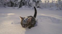 Snow cats
