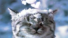 Snow cats