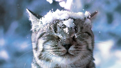 Snow cats Animals closed