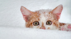 Snow cats Animals Kittens
