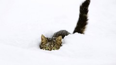 Snow cats Kittens Funny animals upscaled