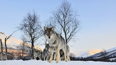 Snow cold Wolves ice