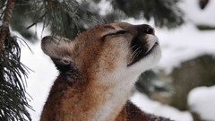 Snow cougars