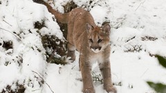 Snow cougars feline