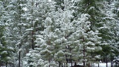 Snow covered Trees white