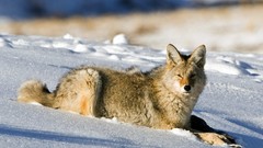 Snow coyote