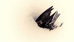 Snow dead one Birds job macabre