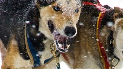 Snow Dogs Frozen national geographic
