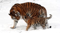 Snow family Animals Tigers