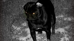 Snow fire black and white Puppies Dogs pug jewel