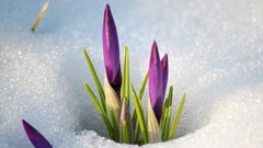 Snow Flowers macro