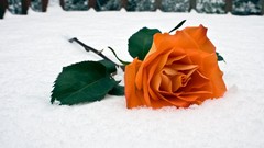 Snow Flowers roses
