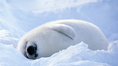 Snow fluffy sleeping Seals furry baby animals