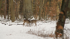 Snow forest deer nature