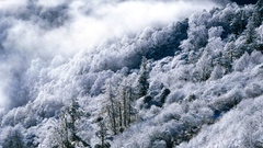Snow forest Frozen Wood