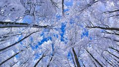 Snow forest germany high beech Resolution
