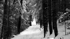 Snow forest winter Landscapes