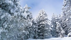 Snow forests