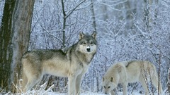 Snow forests Animals Wolves