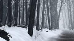 Snow forests cgi