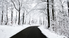 Snow forests roads