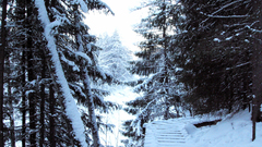 Snow forests snow landscapes