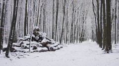 Snow forests snow landscapes