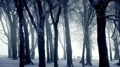 Snow forests snow landscapes