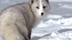 Snow foxes