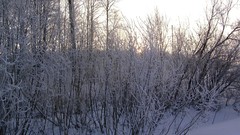 Snow frost bushes