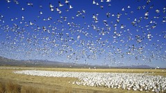 Snow geese apache new mexico wildlife National